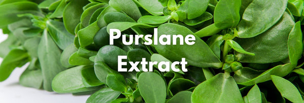 Purslane Extract (Portulaca Oleracea)
